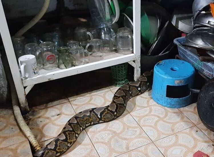 Gara Gara Barang Atau Benda Ini Rumah Kamu Bisa Masuk Ular